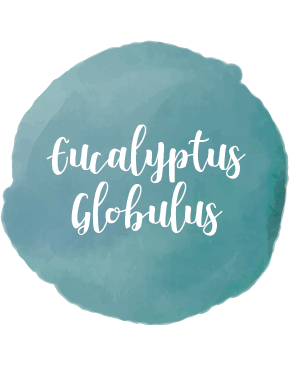 Eucalyptus Globulus Essential Oil 10ml