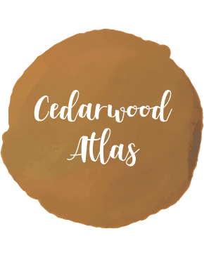 Cedarwood Atlas Essential Oil 10ml